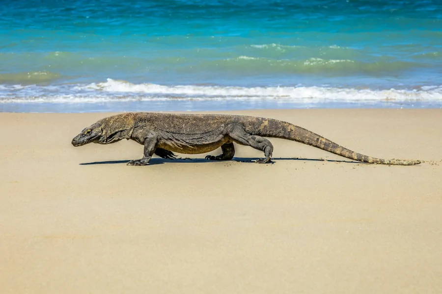 Dragón de Komodo caminando por la playa en el Parque Nacional de Komodo, una de las zonas donde pueden verse en libertad.