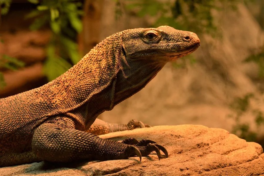 Primer plano de un dragón de Komodo, el mayor lagarto del mundo, en el Parque Nacional de Komodo.