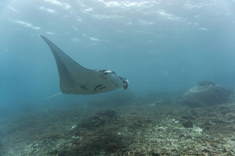 Manta raya nadando en Manta Point, uno de los mejores lugares para bucear en el Parque Nacional de Komodo