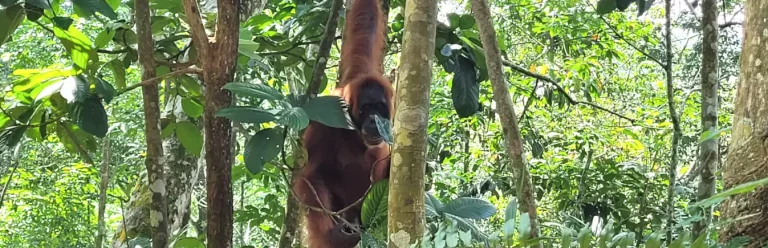 Ver orangutanes en Sumatra, viajar a Indonesia