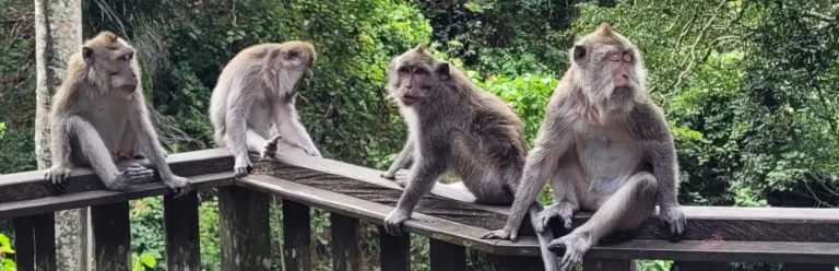 Tres monos en una barandilla en el Monkey Forest de Ubud.