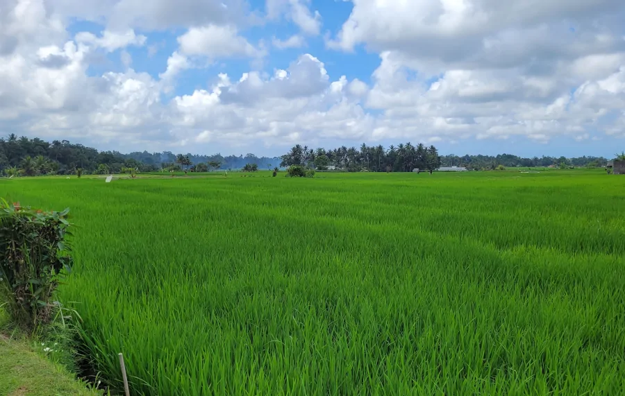arrozales junto a la carretera entre Ubud y Sidemen en Bali