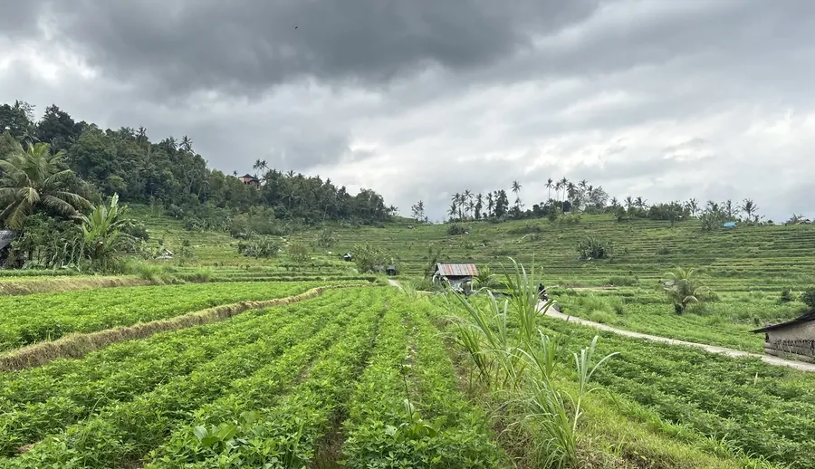 terrazas y campos de cultivo en Sidemen en el este de Bali