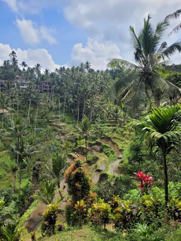 terrazas de arroz de Tegallalang en los alrededores de Ubud Bali
