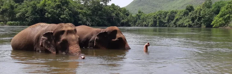 Elefantes de Tailandia