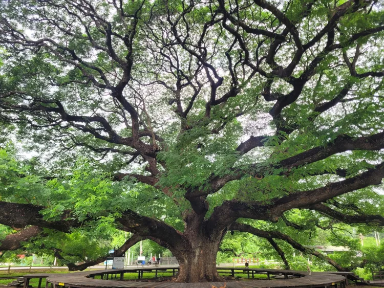 Qué ver en Kanchanaburi, Giant Raintree