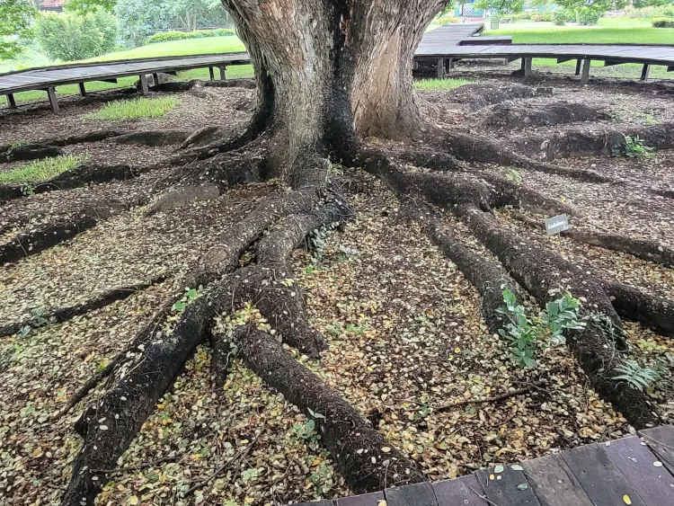 Qué ver en Kanchanaburi, Raçices del Giant Raintree