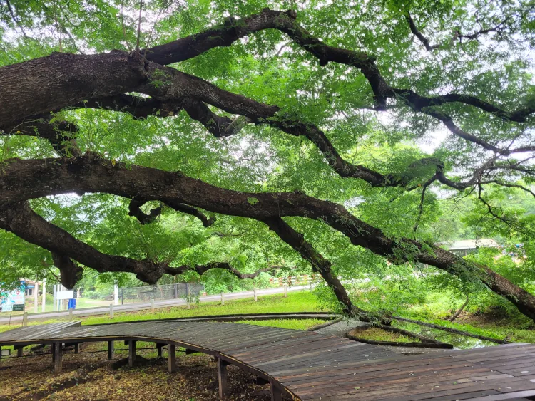 Qué ver en Kanchanaburi, Giant Raintree