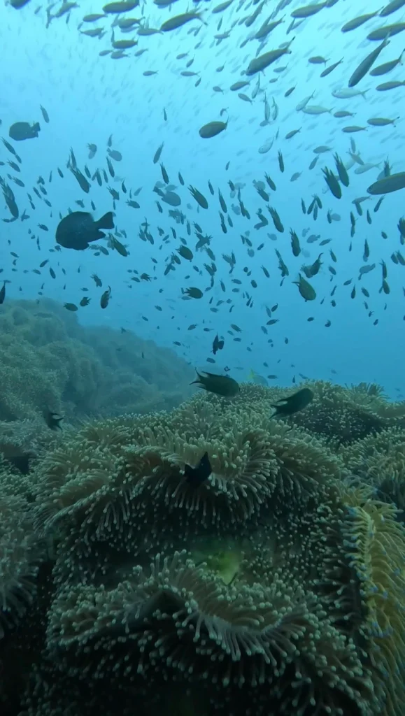 Buceo en Koh Tao