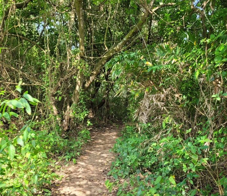 Camino a Playa Nudista, visitar Tayrona, playas de Tayrona