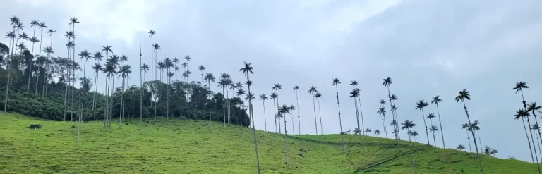Visitar el Valle de Cocora
