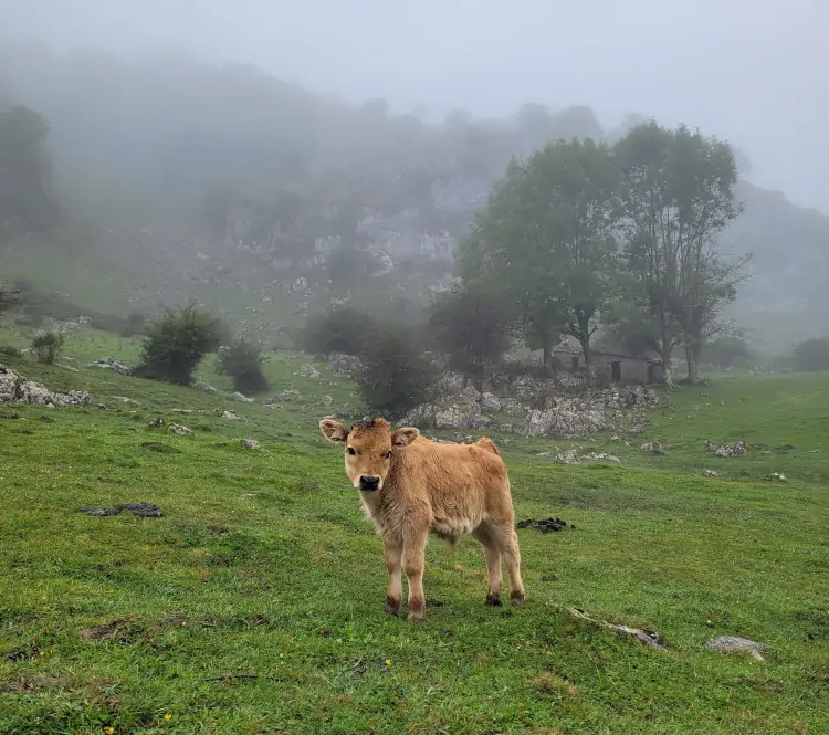 Vacas en Lagos de Covadonga