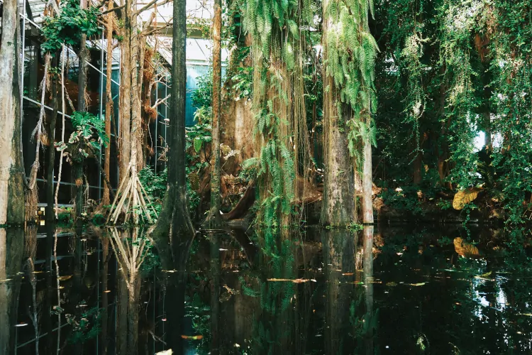 Bosque Inundado del CosmoCaixa