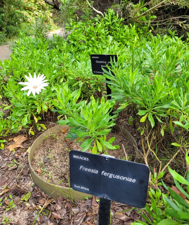 qué hacer en Barcelona, guía de Barcelona, Jardín Botánico de Barcelona