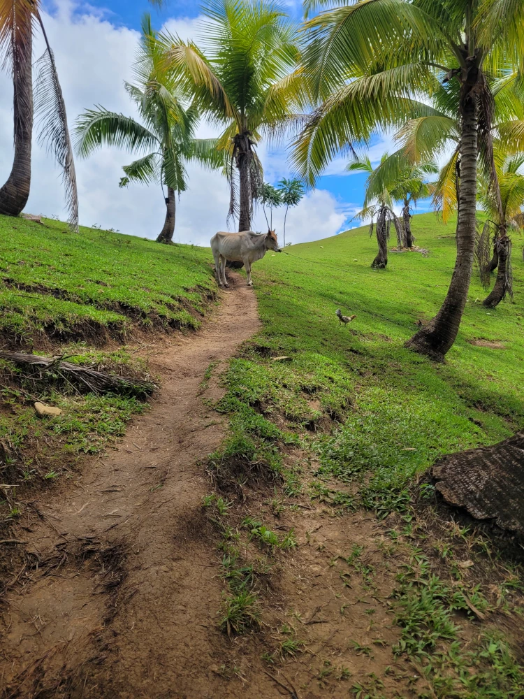 que hacer en Bohol, qué ver en Anda, viajar a Filipinas, Cadapdapan Rice Terrace