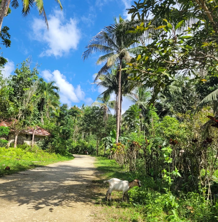 Qué ver en Bohol, qué hacer en Loboc, viajar a Filipinas