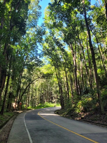 Man-made Forest, qué ver en Loboc