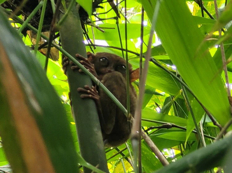 qué ver en Loboc, viajar a Filipinas, Santurario de Tarseros
