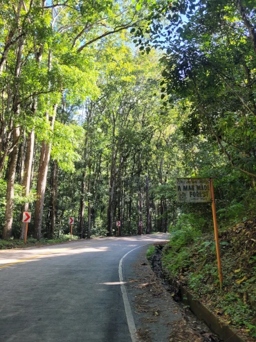 Man-made Forest, qué hacer en Bohol