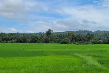 Qué ver en Loboc