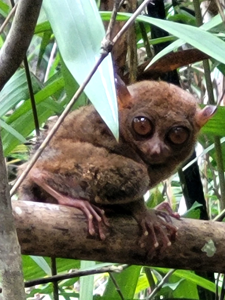 Santuario de Tarseros de Filipinas, qué hacer en Bohol, qué ver en Loboc