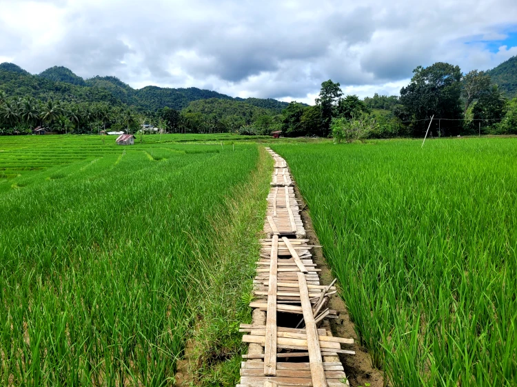 Qué ver en Bohol, Cadapdapan Rice Terrace