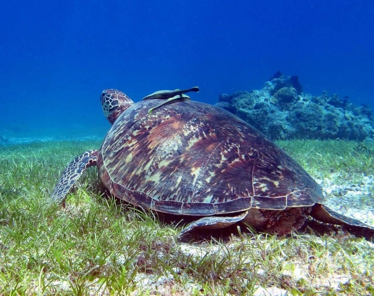 qué ver en Panglao, viajar a Filipinas, tortugas, Balicasag.