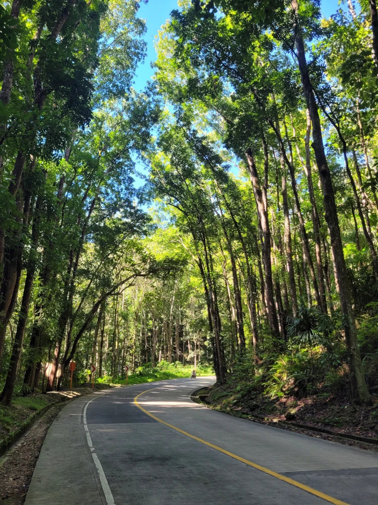 que hacer en Bohol, qué ver en Loboc, viajar a Filipinas, Man Made Forest