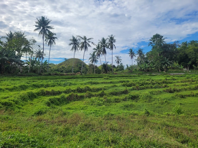 Qué hacer en Bohol