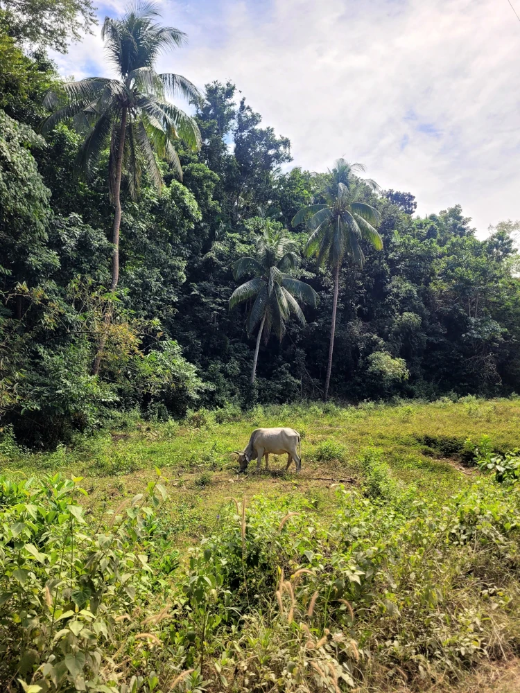 Paisaje de Lazi, Qué hacer en Siquijor, viajar a Filipinas