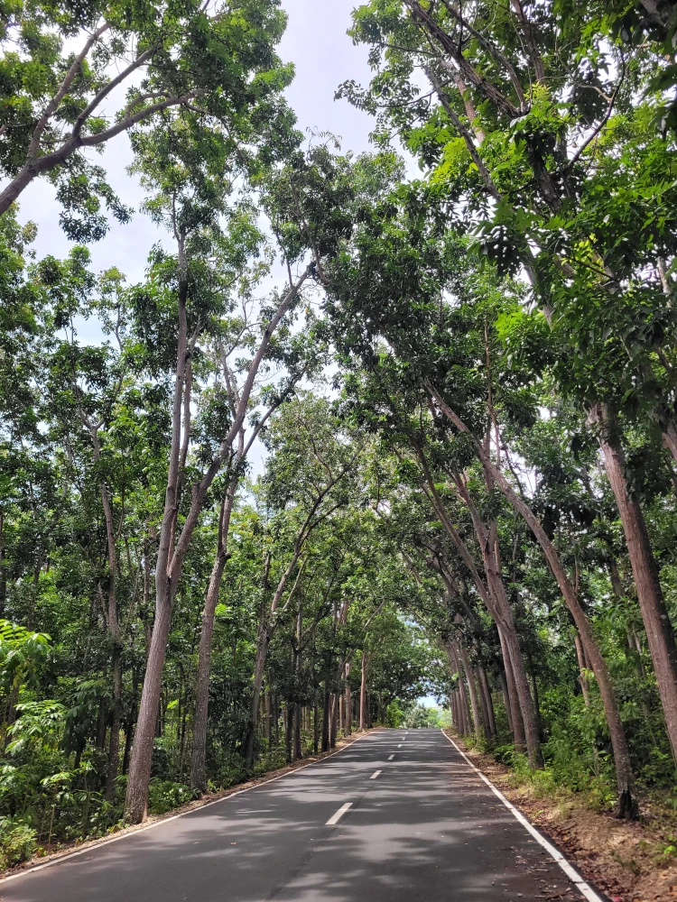 Viajar a Filipinas, vacaciones en Filipinas, Qué hacer en Siquijor, Man Made Forest