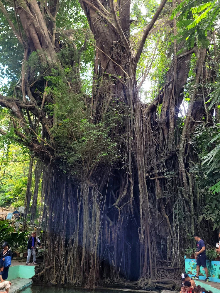 Old Enchanted Balete Tree, Viajar a Filipinas, vacaciones en Filipinas