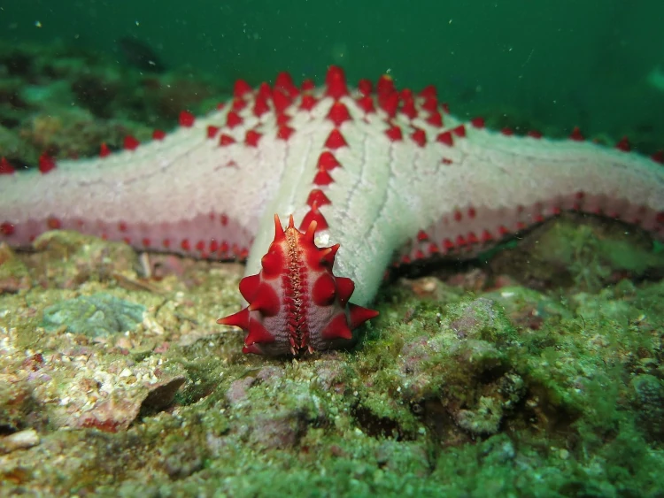 Estrella de mar, viajar a Filipinas