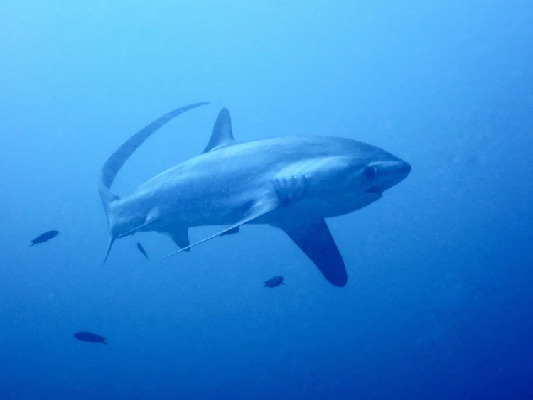 qué hacer en Malapascua, bucear con el tiburón zorro, viajar a Filipinas