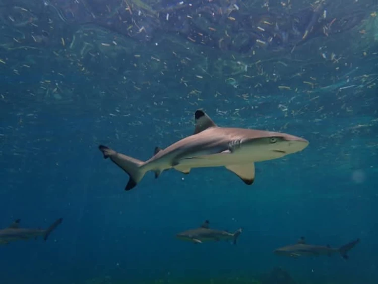 Snorkel con tiburones de puntanegra, qué hacer en Malapascua, viajar a Filipinas