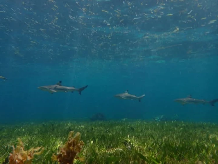Snorkel con tiburones de puntanegra, qué hacer en Malapascua, viajar a Filipinas