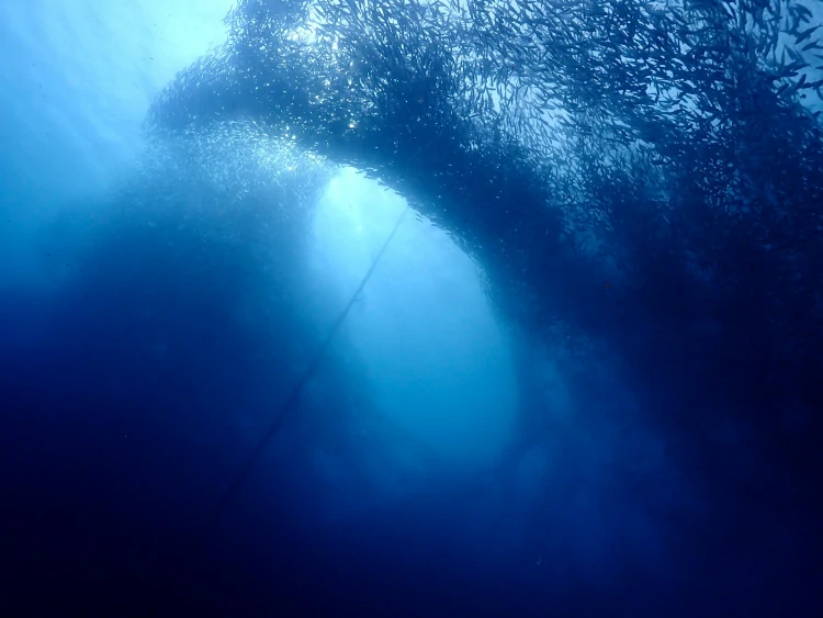 Bancos de sardinas, Sardine Run, qué hacer en Moalboal