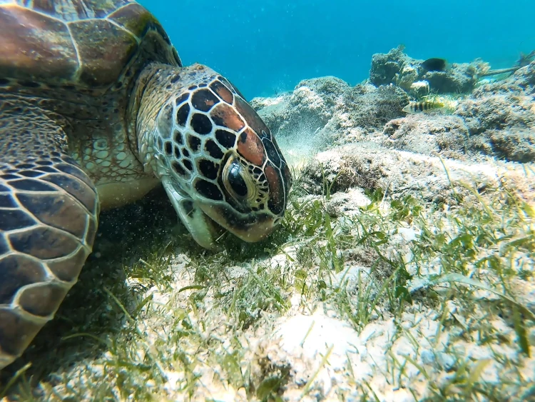 qué hacer en Moalboal, viajar a Filipinas, vacaciones en Filipinas, qué ver en Cebú, snorkel en Panagsama Beach