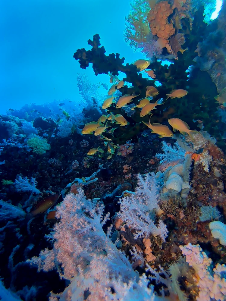qué hacer en Moalboal, viajar a Filipinas, vacaciones en Filipinas, qué ver en Cebú, Snorkel en Pescador Island