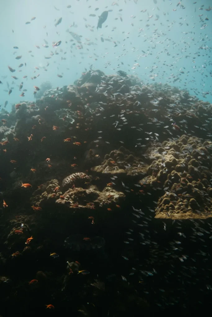 arrecife y peces en Nusa Penida Bali