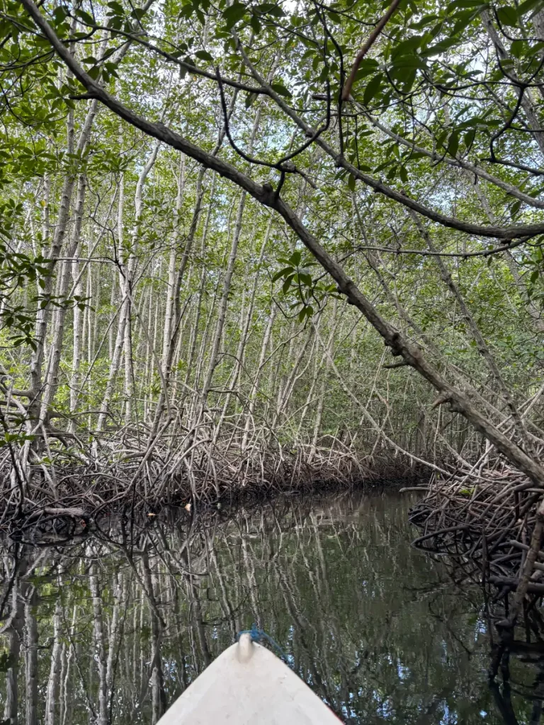 Canales estrechos del Mangrove Forest de Nusa Lembongan vistos desde un kayak.