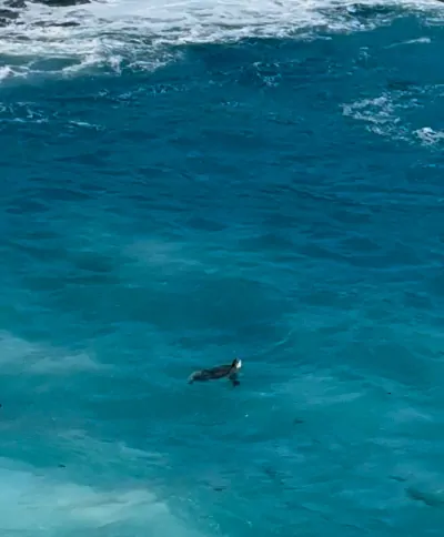 Tortuga marina en aguas turquesas de la Blue Lagoon de Nusa Ceningan