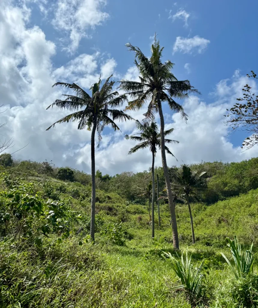 Vegetación tropical y palmeras en el entorno de Secret Beach, Nusa Ceningan