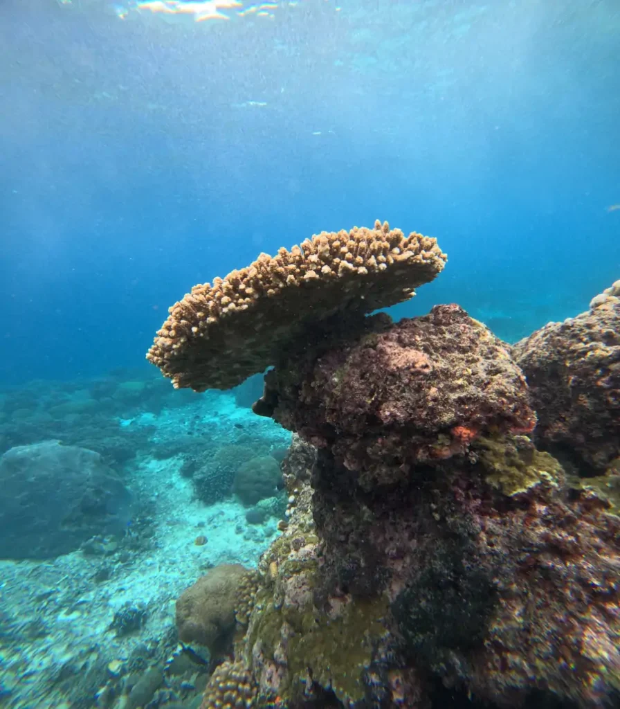 Coral en aguas cristalinas durante un tour de snorkel en Nusa Lembongan.