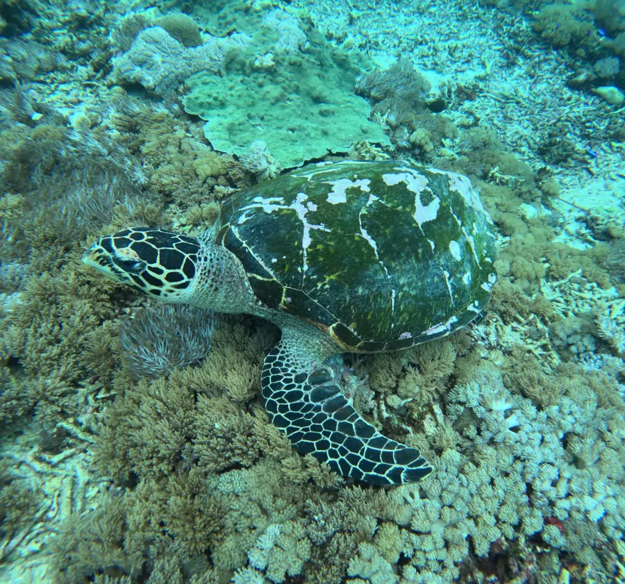 Tortuga marina nadando sobre el arrecife durante una excursión de snorkel en Nusa Lembongan.