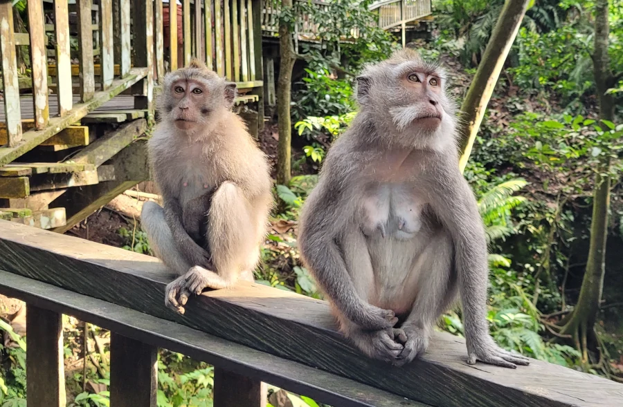 monos macacos en el Monkey Forest de Ubud Bali