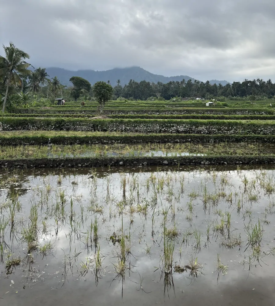 Arrozales en terrazas en Sidemen, una de las zonas rurales del este de Bali