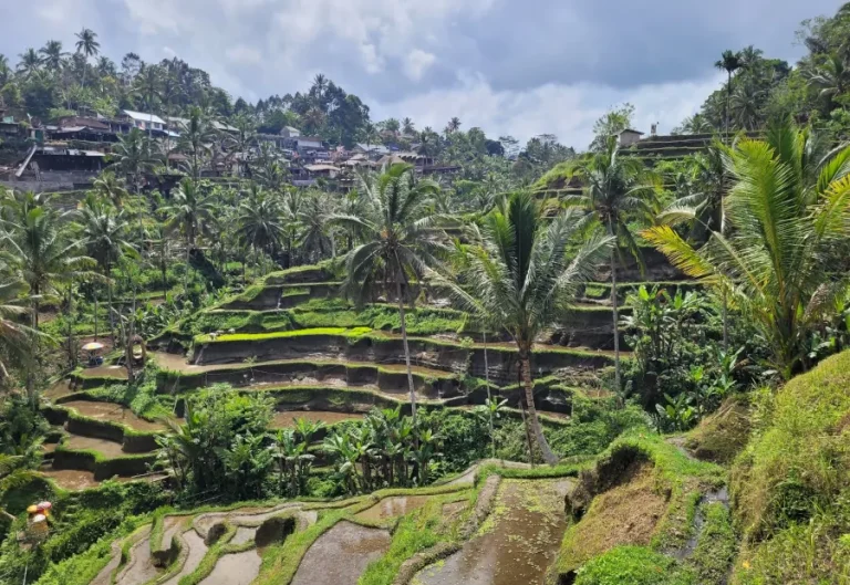 Arrozales de Tegallalang, parada habitual en una ruta por Bali en 7 días