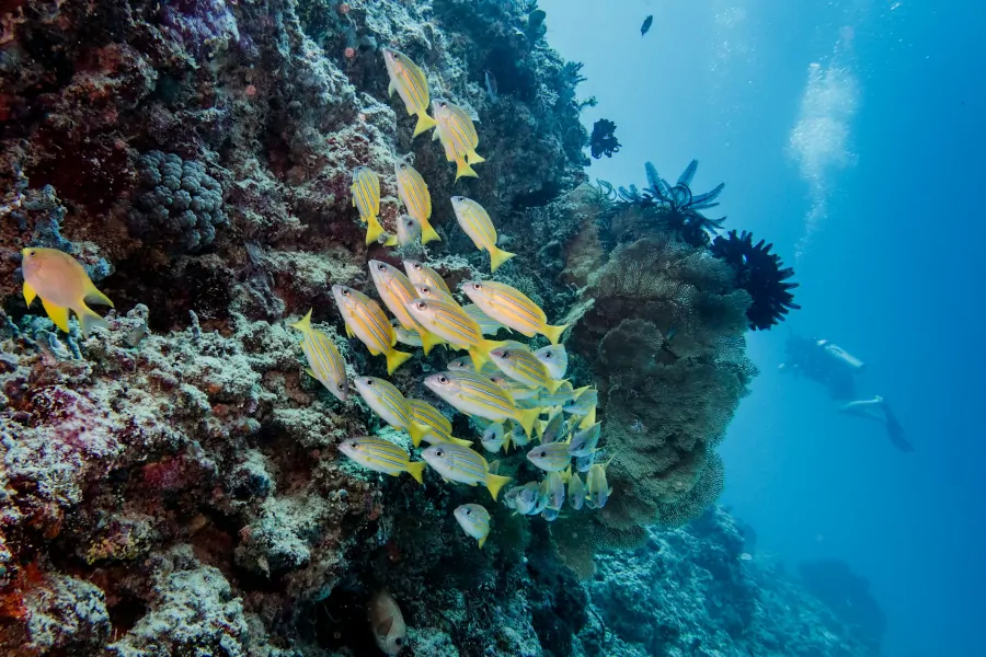 Arrecife de coral con peces tropicales en las Islas Gili durante una inmersión de buceo