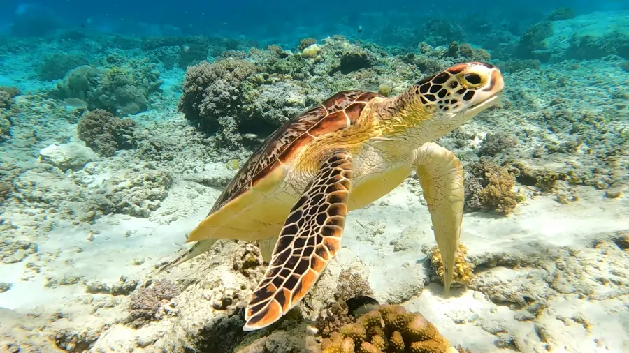 Tortuga marina nadando entre corales en las Islas Gili, Indonesia